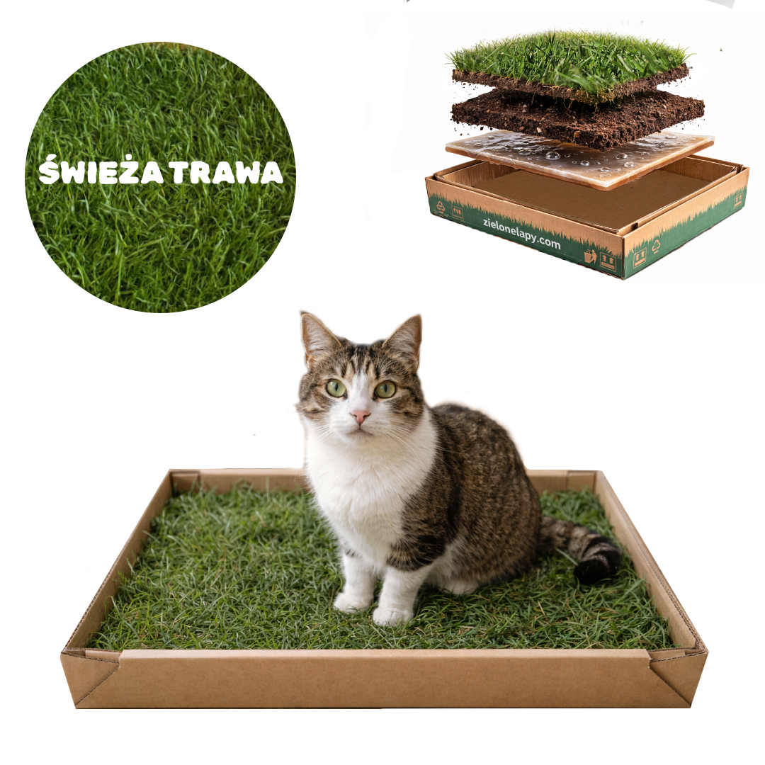 Naturalna kuweta dla kota