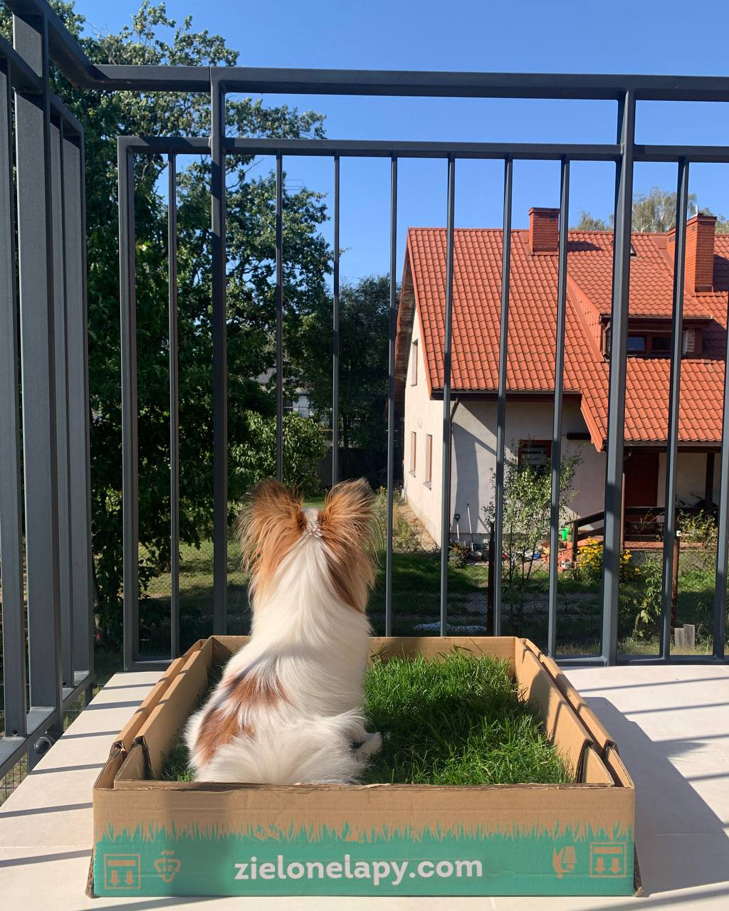 Mały pies korzysta z trawiastej kuwety