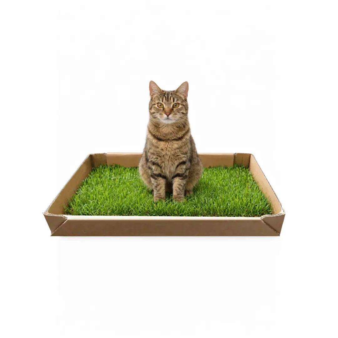 Naturalna kuweta dla kota