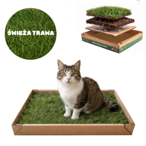 Naturalna kuweta mała dla kota 50x35 cm z żywej trawy - ekologiczna alternatywa dla żwirku