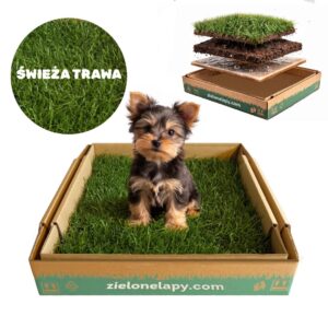 Kuweta z trawy 50×50 cm dla psa - Zielone Łapy